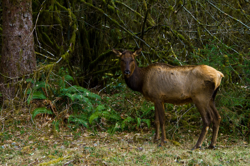 Elk